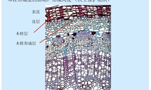 开赛露的功效与作用网 | 开赛露的用法图解,开赛露有什么副作用吗