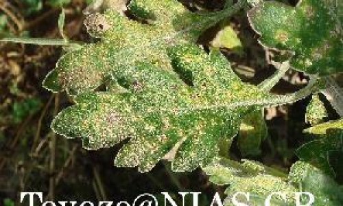 开赛露的功效与作用网 | 开赛露的用法图解,开赛露有什么副作用吗